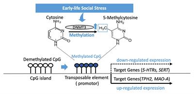 Genetic and Epigenetic Consequence of Early-Life Social Stress on Depression: Role of Serotonin-Associated Genes